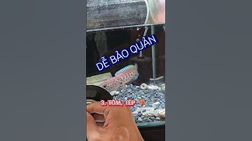 Cho cá lóc kiểng ăn mồi gì | Công dụng của từng loại thức ăn | Cá cảnh An An #cacanhanan #channa