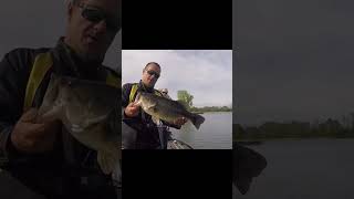 Is this an average Cayuga largemouth bass? Seems it!