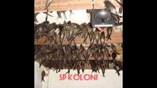 Suara walet teruji asli SP KOLONI