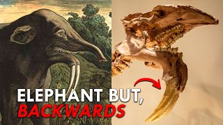 When Elephants Were Backwards