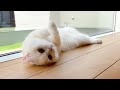 カーテンを開けたら変な猫が落ちてた…