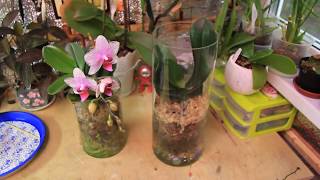 Орхидеи в закрытой системе 2