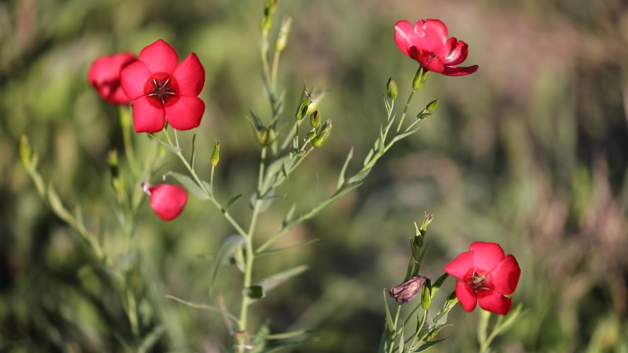 Travis County Parks Southeast Metro Wild Flowers