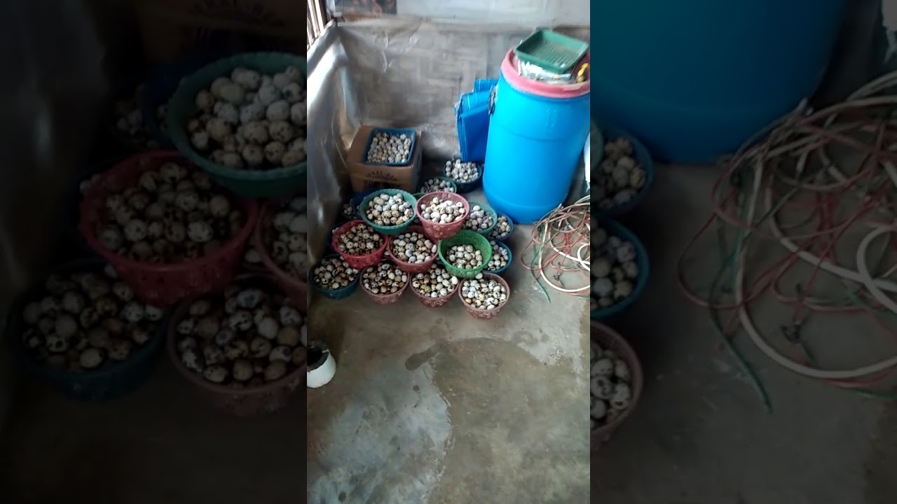 Ternak puyuh di samping rumah 
