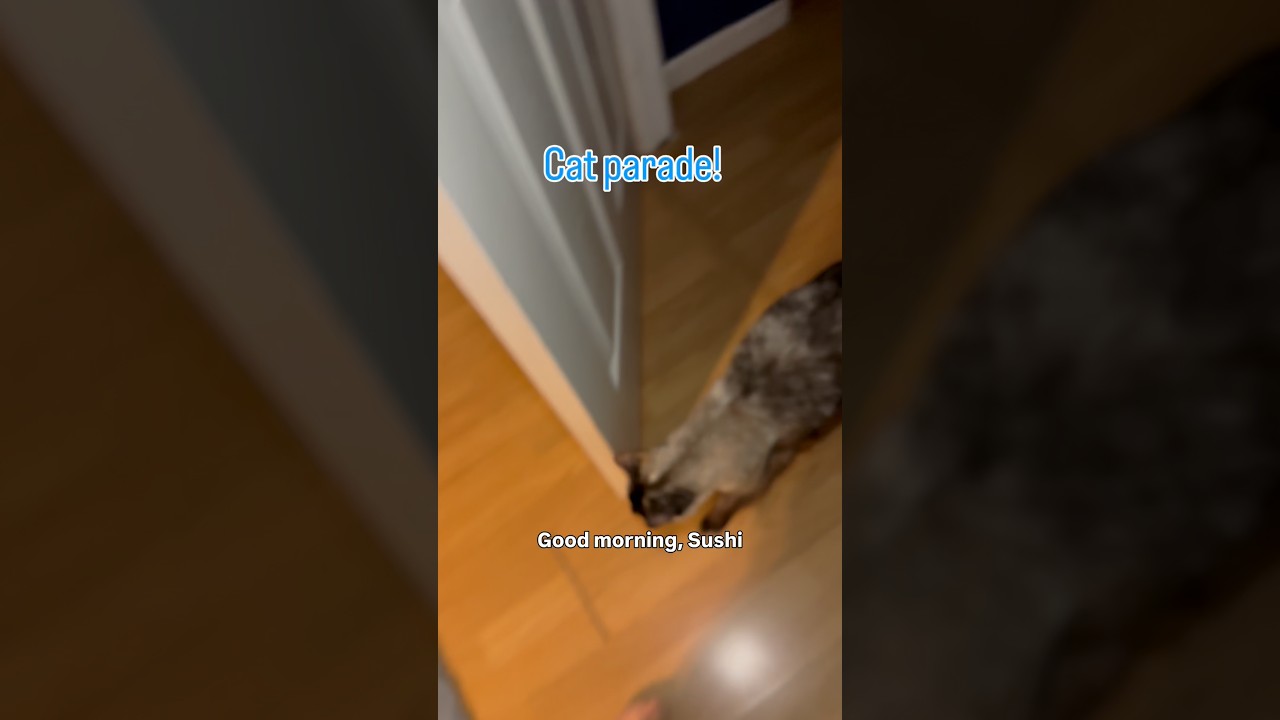 BIGGEST HUMP HARYANA BACHA OX OF 2026 BHOLA OF ANSARI AGRO CATTLE FARM Shorts Viral Trending - YouTube Auto PHP Script