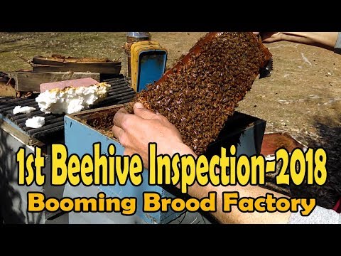 First Beehive Inspection Of 2018 / Things To Look For