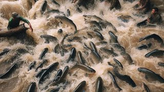 Munculnya RIBUAN TON Ikan jadi rebutan saat Proses PLADU pengurasan Waduk & Bendungan Dilakukan