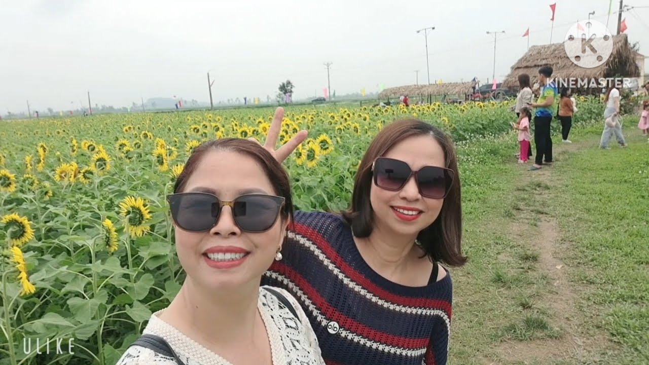 Băng Sông Đi Tham Quan Vườn Hoa Hướng Dương Mới Toanh Tại Kim Liên - Nam Đàn Quê Bác