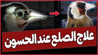 علاج مرض الصلع عند طائر الحسون