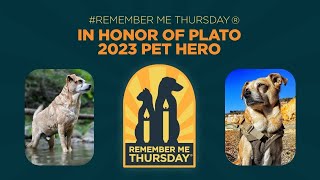 Rescue Pet Hero Award Goes To Dog Who Tracked 60+ Lost Pets by Helen Woodward Animal Center 546 views 7 months ago 4 minutes, 9 seconds