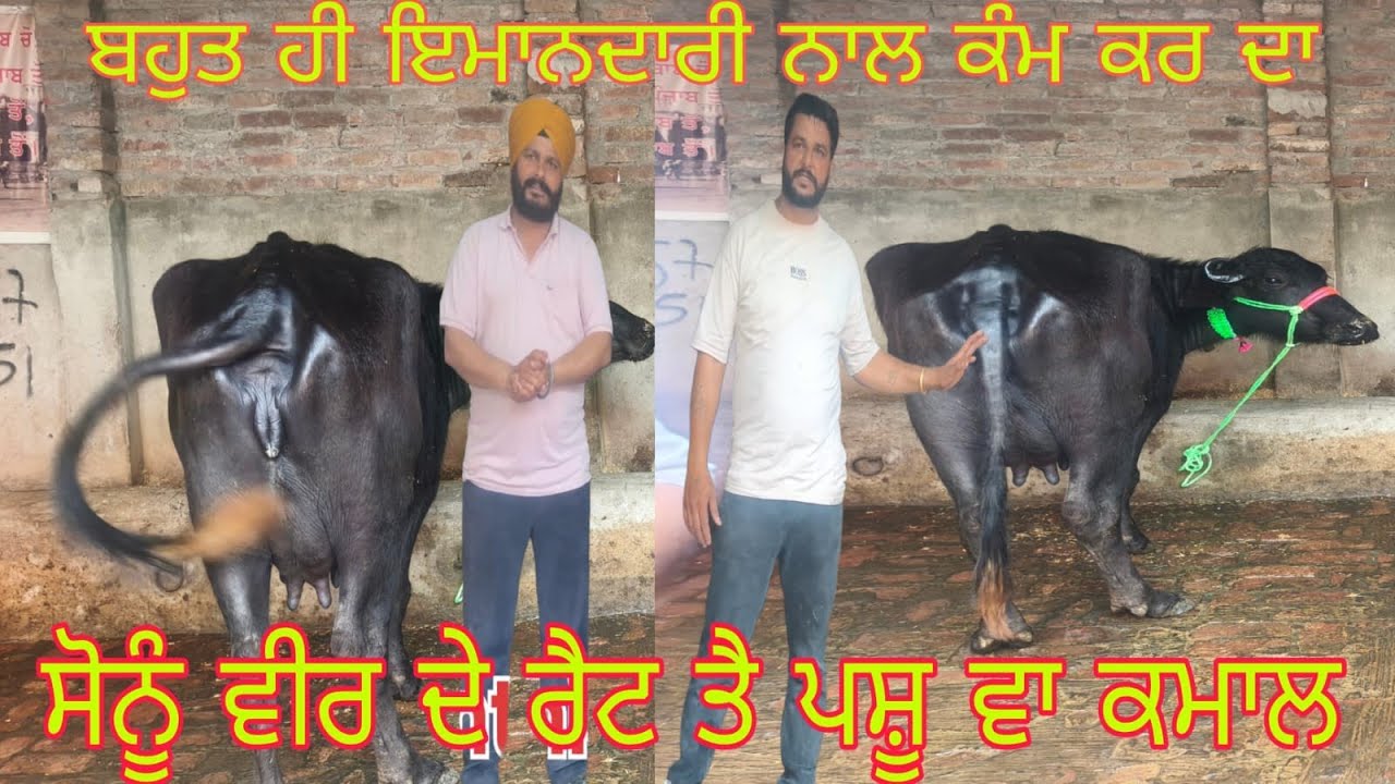 ਫ਼ੋਨ 98159-65751 ਤਾਜ਼ੀਆਂ ਸੂਈਆਂ ਹਰਿਆਣੇ ਦੀਆਂ ਝੋਟੀਆਂ ਸੋਨੂੰ ਵੀਰ ਕੋਲ ਬਿਲਕੁੱਲ ਮੁਫਤ ਲੁੱਟ ਲਓ ਮੇਲਾ#ਚੈਨਲ subsc