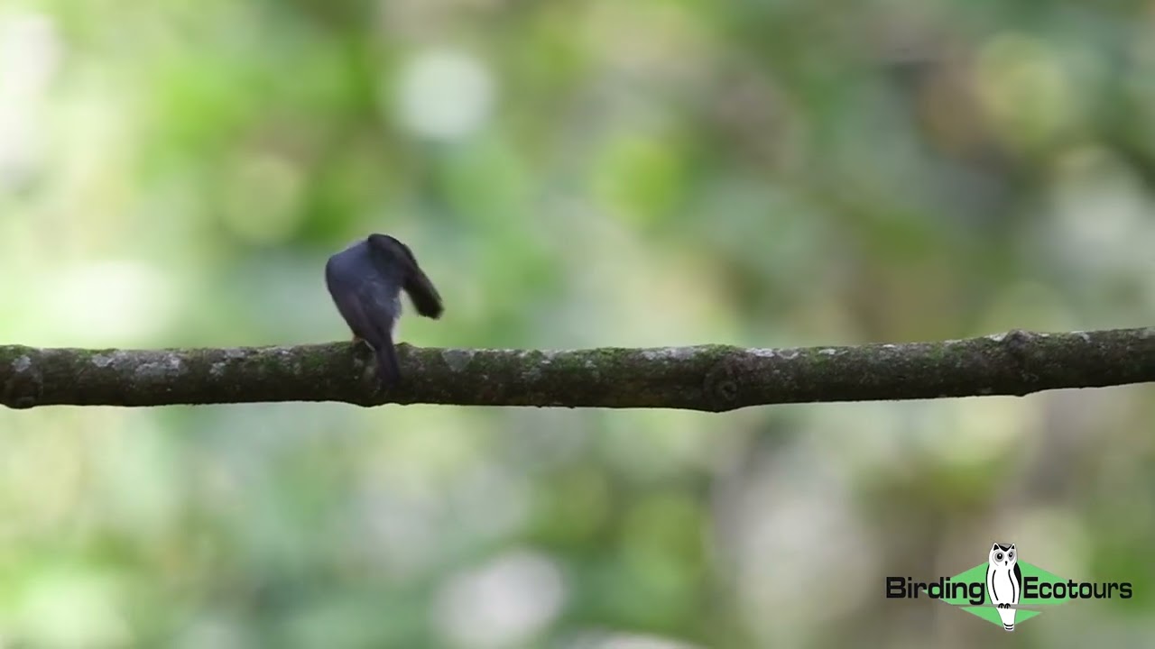 Rare sighting of Yellow-footed Flycatcher on Uganda birding tour