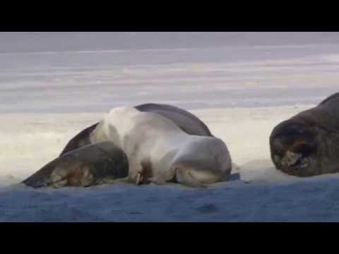 Wildlife