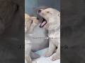 野良犬は7匹の子犬を深い山に隠し、毎日50キロも往復して食べ物を探し、子犬たちを育てていた。#shorts