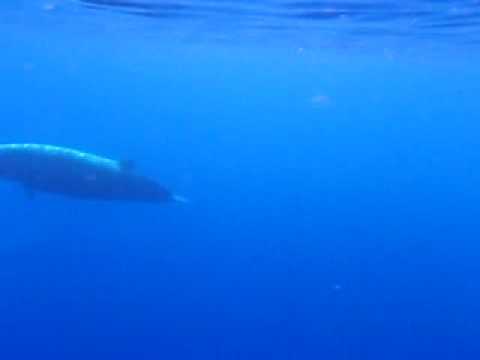 Swimming with...Ziphius cavirostris!! - Ζηφιός