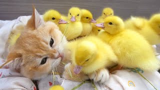 Kitten Loki and his duckling babies || Ducklings love their kitty mom