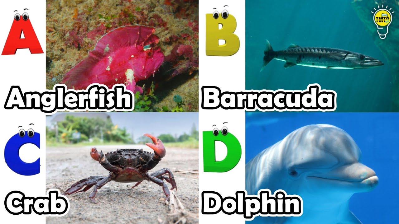 ABC Sea Animals song | Learn Alphabets | English and Animals for Kids ...