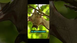 Are bats really blind?