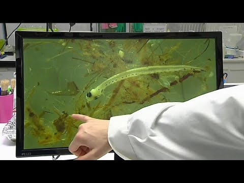 Mehr Mikroplastik als Fischlarven im Douro YouTube