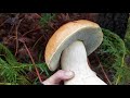 Very Big and Fresh Porcini 2020 | Adelaide Hills | South Australia | Boletus Edulis | Cooking