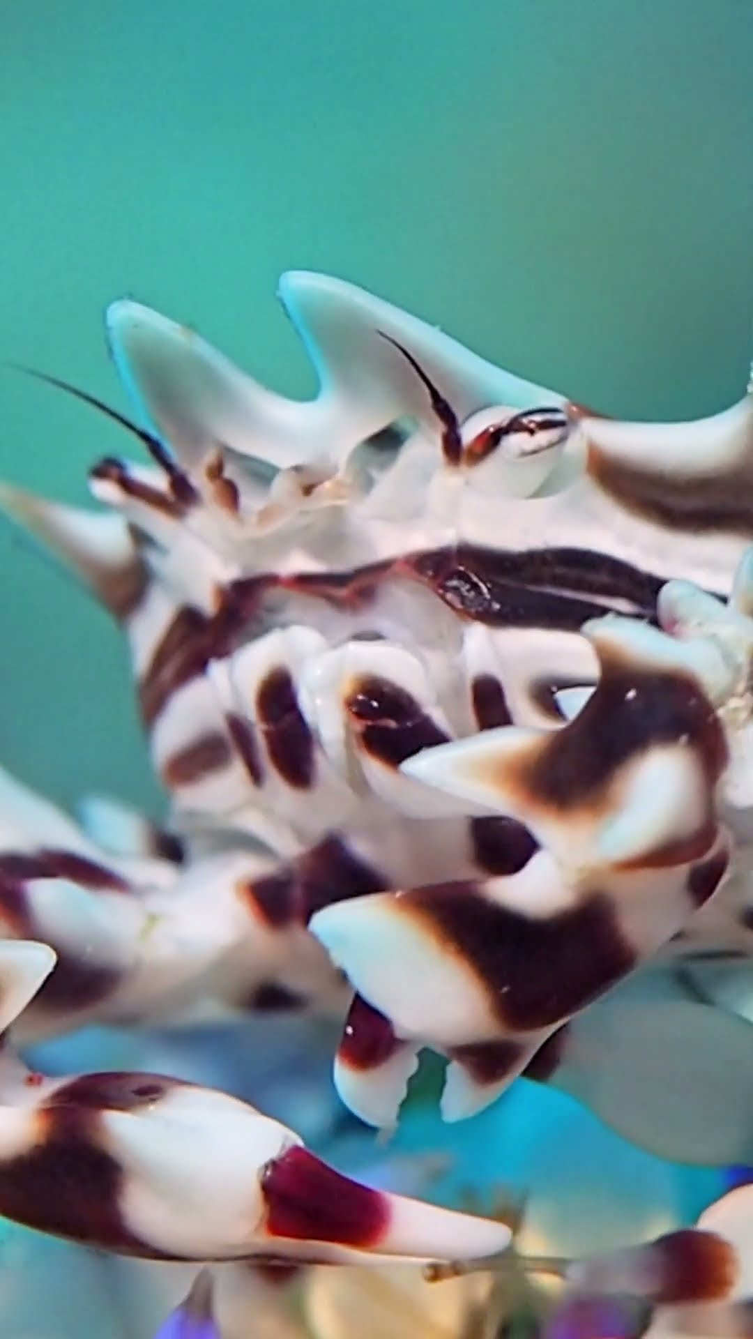 Zebra Crab Climbs Over Urchin || ViralHog