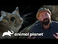 ¡Este adorable roedor es un despiadado asesino! | Pequeños Gigantes de la Naturaleza | Animal Planet