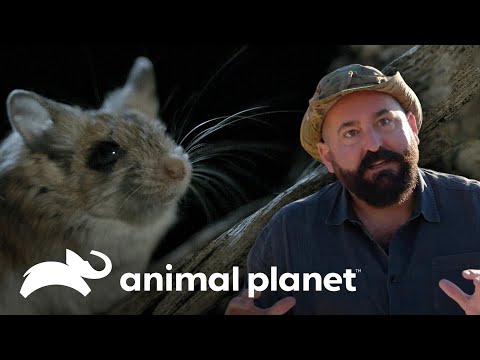Video: La rata de tierra es un gigante entre los campañoles