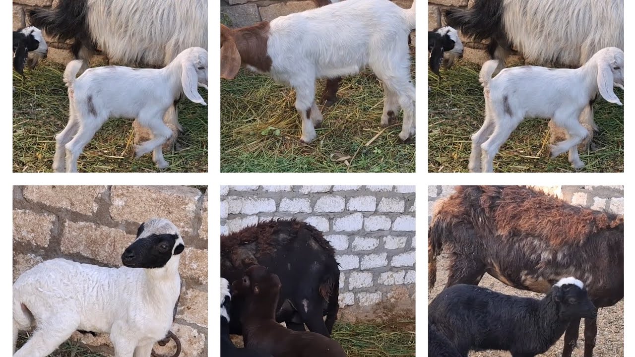 أجمل  ٧ عروض ماعز والده خلايط بور وشامي  وزرايبى وغنم والده توائم ب٩٥٠٠ لايفوتك ت٠١١١١٢١١٦٥٧ 