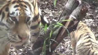 20160615 | 旭山動物園 | アムールトラの子・一般公開開始
