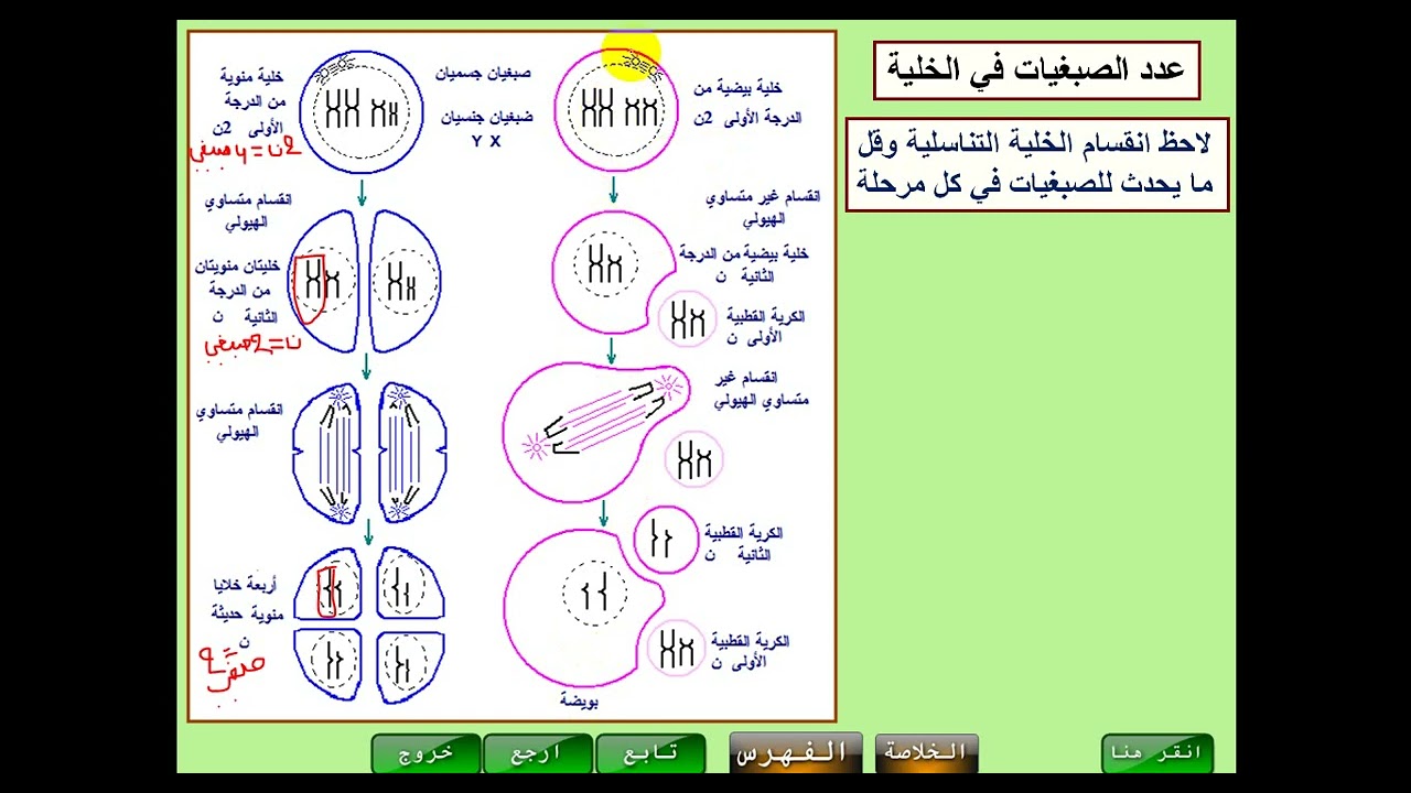 سلوك الصبغيات ( الكروموزومات) أثناء تشكل الأمشاج ... ppt عوشت