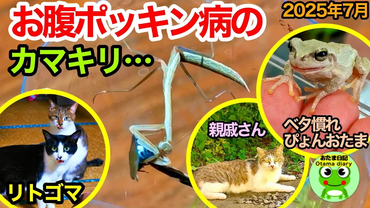 Ladle Diary 293 A mantis with a broken stomach Days spent with