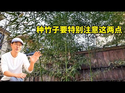庭院中种植竹子，为什么要特别慎重？主要有两点要考虑！