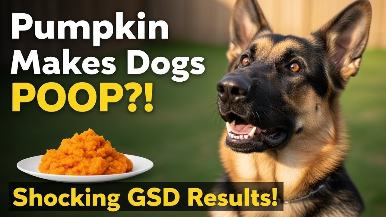 Does pumpkin help German Shepherd dogs poop? | You Won't Believe the Answer!