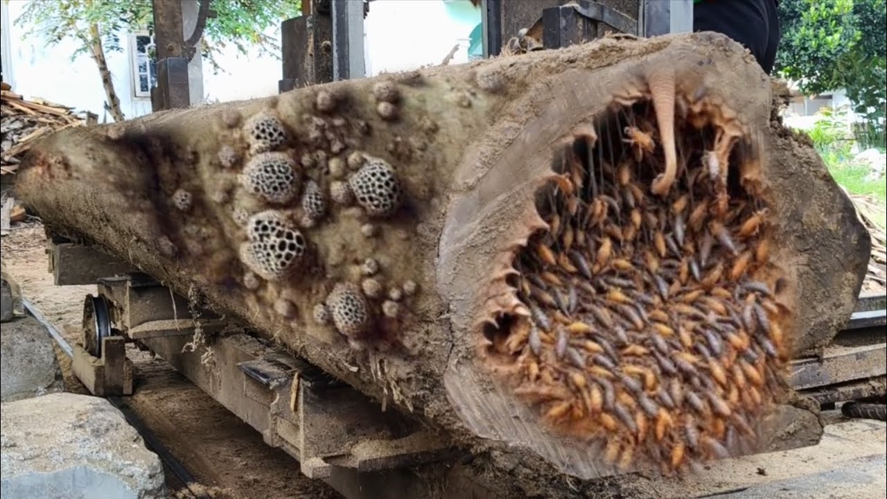 Amazing!! the process of converting 400cm long teak wood into beams at ...