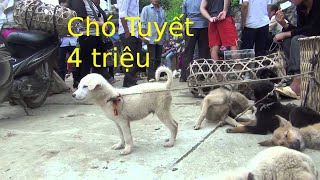 Hải zin - Chợ Chó Bắc Hà 2019 | Toàn chó đẹp và hiếm mà giá RẺ NHƯ CHO!