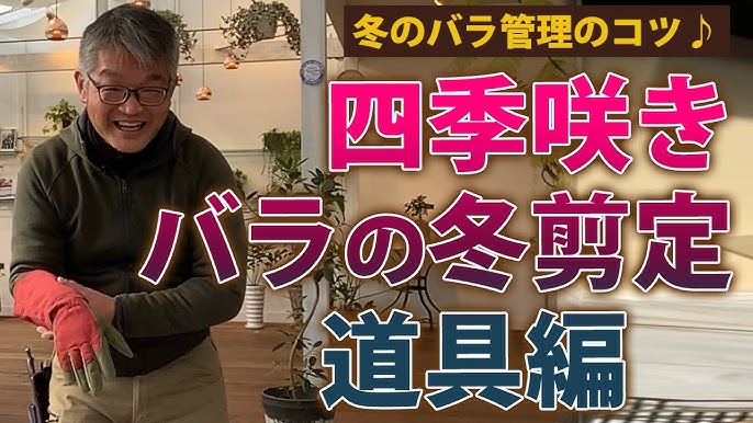 バラの育て方 冬のバラ管理のコツ 四季咲きバラの冬剪定 道具編 Youtube バラの育て方 冬のバラ管理のコツ 四季咲きバラの冬剪定 道具編 Youtube