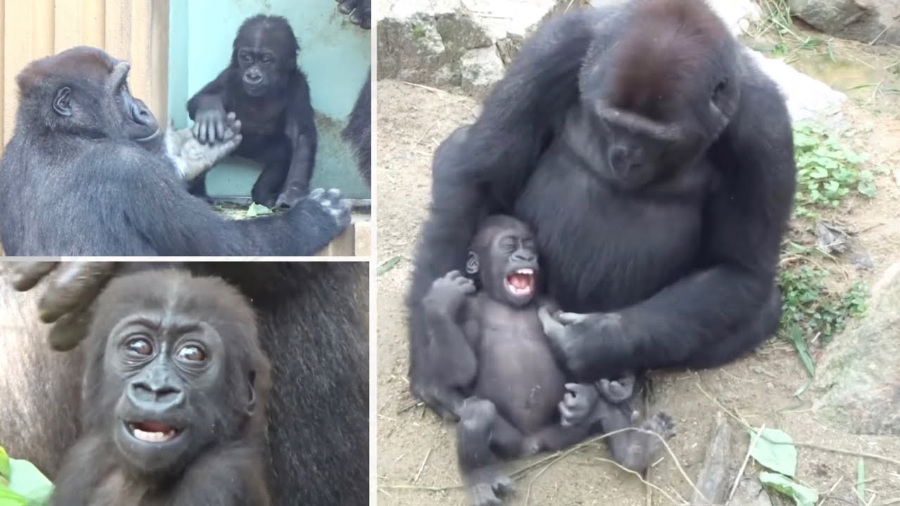 Горилла⭐️Гентаро очень заинтересовался малышом, которого он увидел впервые в жизни. 【Момотаро】
