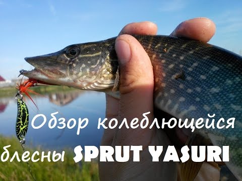 Обзор колеблющейся блесны SPRUT YASURI. Видео.