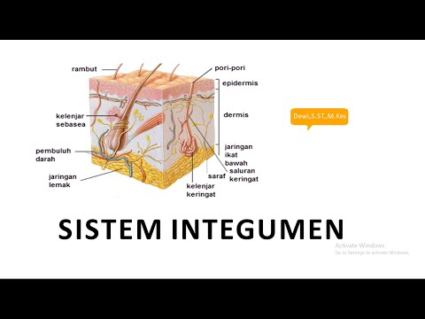 Video: Cabaran Imunologi Yang Berkaitan Dengan Cengkerang Kulit Buatan: Penyelesaian Yang Tersedia Dan Sel Stem Pada Reka Bentuk Kulit Sintetik Pada Masa Akan Datang