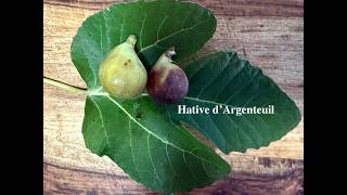 Hative d'Argenteuil Fig Tasting