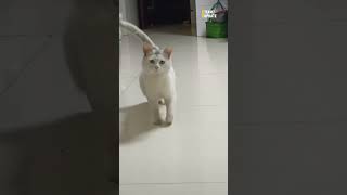 kucing ngesot lucu || cat core 2026 || sountrack "Opik feat Flo "