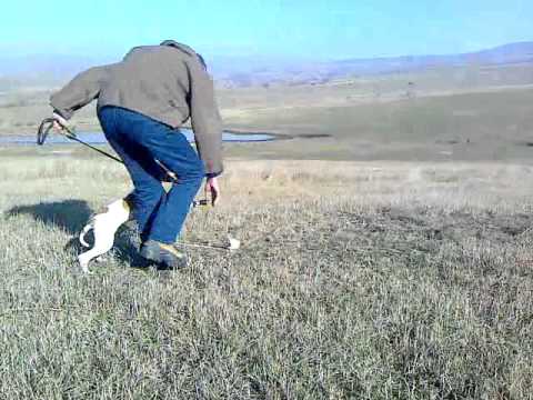 ვიდეო: როგორ იმოგზაუროთ ტაილანდში საკუთარი ძალებით