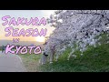 SAKURA Cherry Blossom Season in Kyoto | One Month of Flowers | Hanami Season | Japan Life Vlog