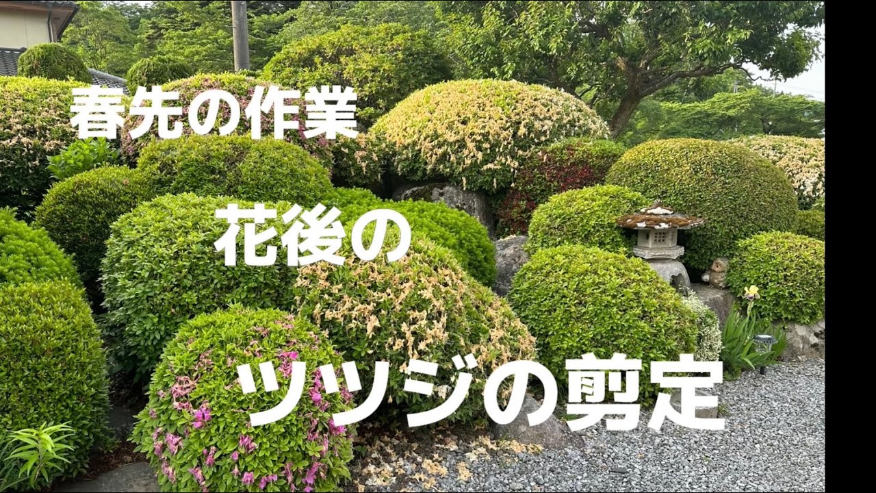 花後のツツジの花摘みと剪定作業出来あがりが楽しみで励みです！ - YouTube