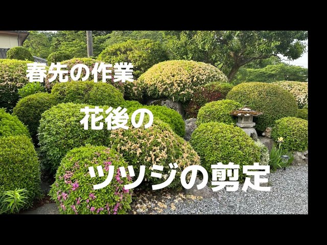 花後のツツジの花摘みと剪定作業出来あがりが楽しみで励みです！ - YouTube