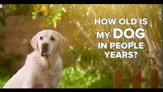 How Old Is My Dog in People Years? by vetstreet.com 21,193 views 7 years ago 58 seconds