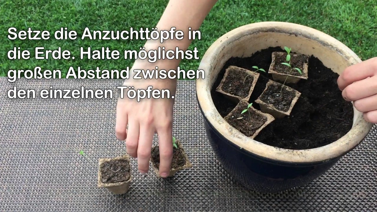 Anleitung- Keimling richtig umtopfen