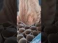#orangecat #orangecatbehavior #funnycats