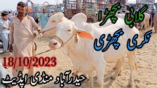 gulabi bachri and bachra rates update | Hyderabad Mandi update | Qurbani 2024 |18 October 2023