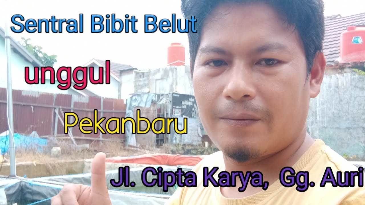 jual bibit belut di pekanbaru riau